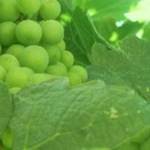 Meet your Posher, Meg